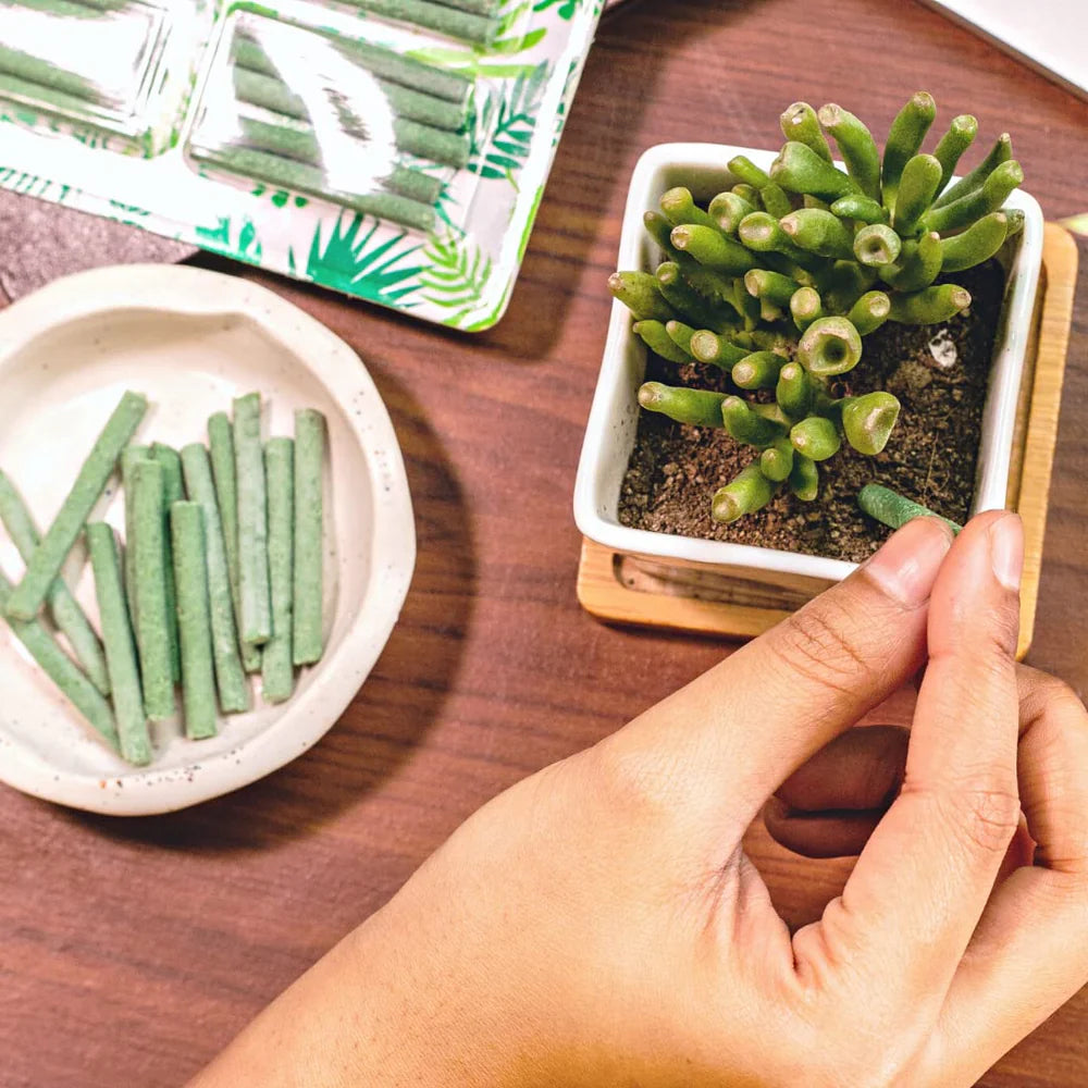 Magic Boosters Plant Nutrition Sticks 🌱